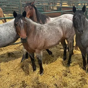 RS STYLIN BLU SPRITE 2014 AQHA BAY ROAN MARE
