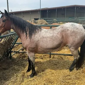 RS TARVERS BLU ZOEY 2017 AQHA BAY ROAN MARE
