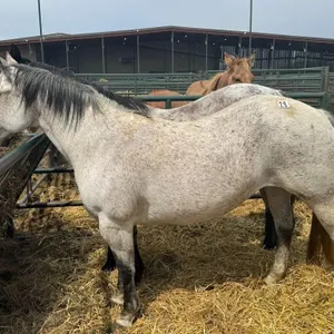 RS TARVERS BLU STORM 2014 BLUE ROAN MARE