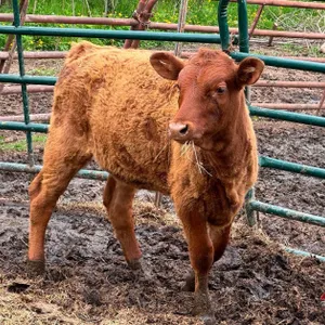 Red Angus Cross Calf - Barron, WI