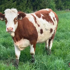 Beef Cow - Barron, WI