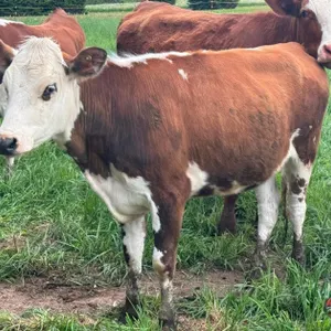 White Face Beef Heifer - Barron, WI