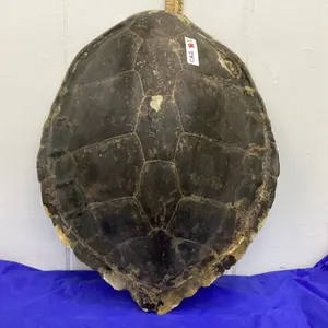 LARGE TURTLE  SHELL