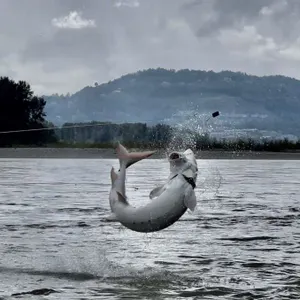 STURGEON FISHING TRIP FOR 4 - MAINLANDERS FISHING