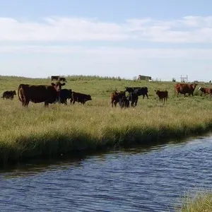 May 26th, 2026 Regular Cattle Sale & Cow/Calf Pairs Sale