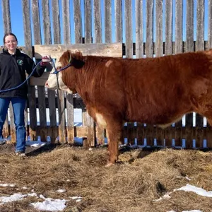 Peyton Phillips - 4H Steer - Champion 4H Multi Clu