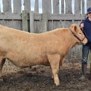 Ty Bertschy - 4H Steer - Lomond 4H Beef Club