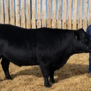 Vaughan Emelson - 4H Steer - Lomond 4H Beef Club