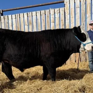 Mason Emelson - 4H Steer - Lomond 4H Beef Club