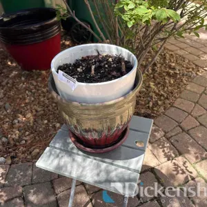 FLOWER POTS IN GARDEN