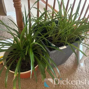 POTTED SPIDER PLANTS, QTY (4)