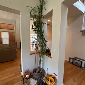 VARIETY OF DECORATIVE PLANTS
