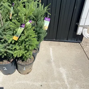 (4) Wontrose Charm White Spruce