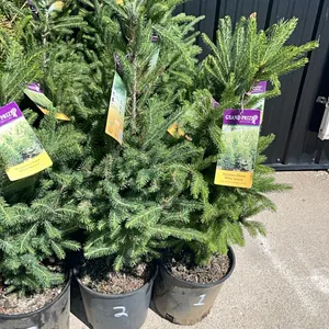 (4) Wontrose Charm White Spruce