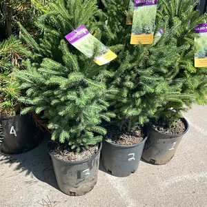 (4) Wontrose Charm White Spruce
