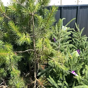 (2) Lodgepole Pine