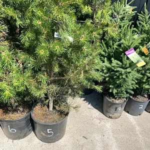 (4) Lodgepole Pine
