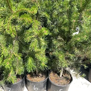 (4) Lodgepole Pine