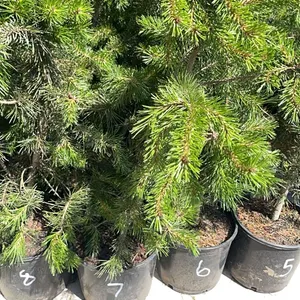 (4) Lodgepole Pine