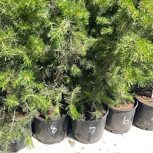 (4) Lodgepole Pine