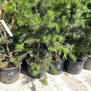 (4) Lodgepole Pine