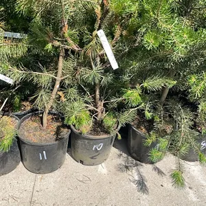 (4) Lodgepole Pine