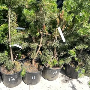 (4) Lodgepole Pine
