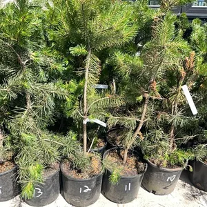 (4) Lodgepole Pine