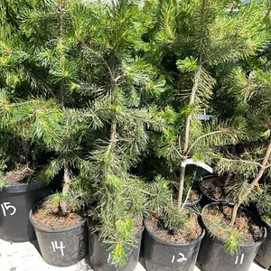 (4) Lodgepole Pine