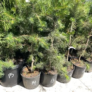 (4) Lodgepole Pine