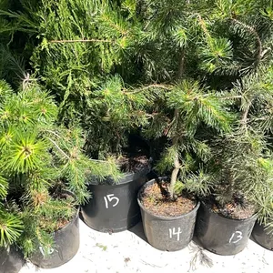 (2) Juniper Spartans
