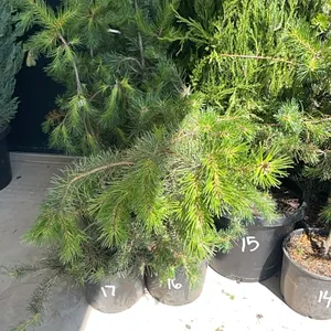 (4) Lodgepole Pine