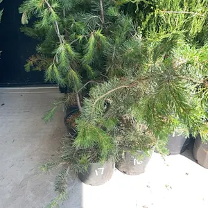 (4) Lodgepole Pine