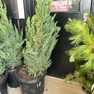 (3) Juniper Blue Point