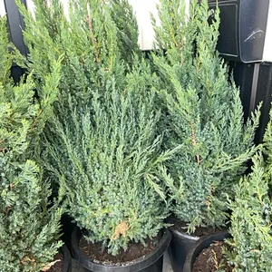 (2) Juniper Blue Point