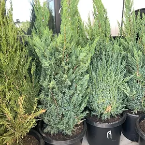 (2) Juniper Blue Point