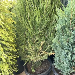 (2) Juniper Spartan