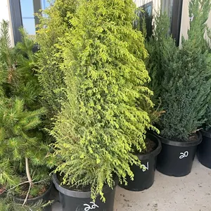 (3) Gold Cone Juniper