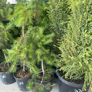 (4) Lodgepole Pine