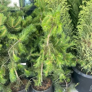 (4) Lodgepole Pine