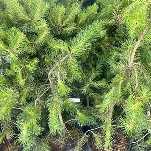 (4) Lodgepole Pine