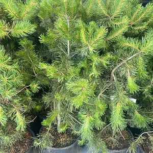 (4) Lodgepole Pine