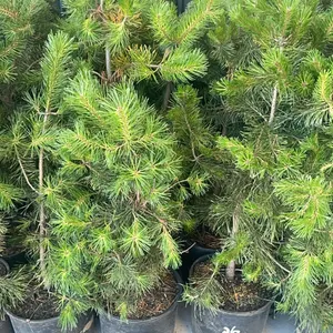 (4) Lodgepole Pine
