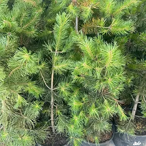 (4) Lodgepole Pine