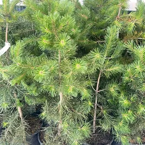 (4) Lodgepole Pine