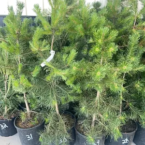 (4) Lodgepole Pine