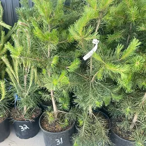 (4) Lodgepole Pine