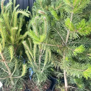 (4) Austrian Pine