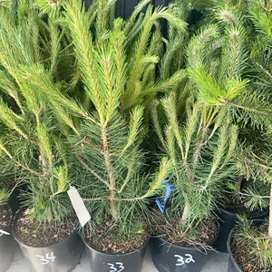 (4) Austrian Pine