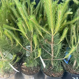 (4) Austrian Pine